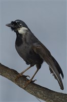 藏品(黑喉噪眉鳥)的圖片